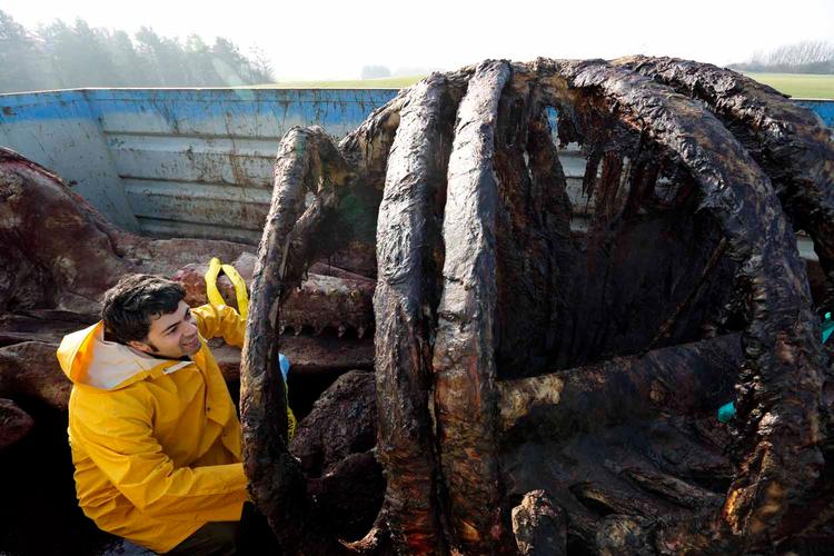 Korservator Abdi Hedayat fra Statens Naturhistoriske Museum arbejder med at anbringe skrogene af de to strandede hvaler fra Henne Strand i fire containere, hvor knoglerne skal renses.