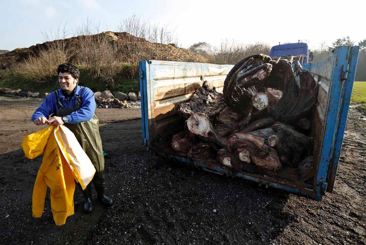 Korservator Abdi Hedayat fra Statens Naturhistoriske Museum arbejder med at anbringe skrogene af de to strandede hvaler fra Henne Strand i fire containere, hvor knoglerne skal renses.