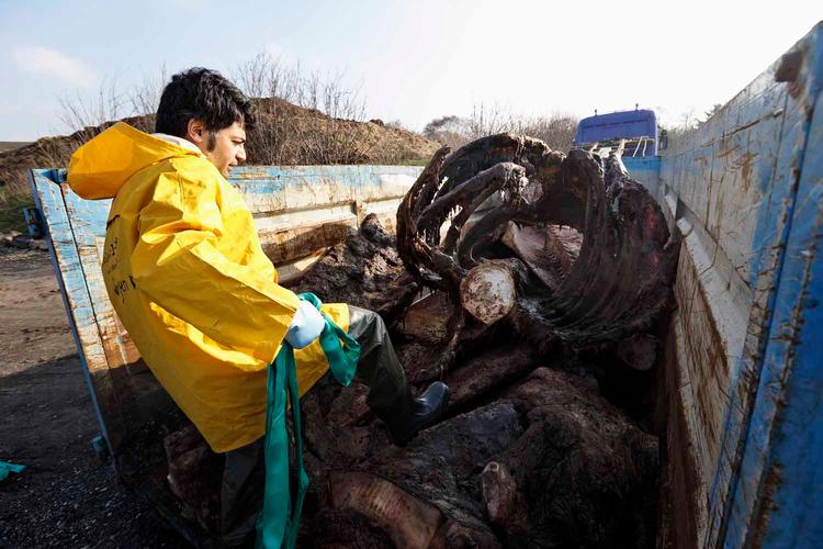 Korservator Abdi Hedayat fra Statens Naturhistoriske Museum arbejder med at anbringe skrogene af de to strandede hvaler fra Henne Strand i fire containere, hvor knoglerne skal renses.