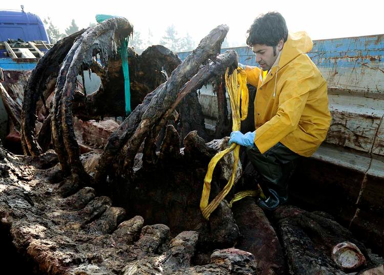 Korservator Abdi Hedayat fra Statens Naturhistoriske Museum arbejder med at anbringe skrogene af de to strandede hvaler fra Henne Strand i fire containere, hvor knoglerne skal renses
