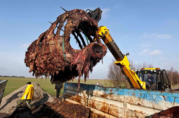 Korservator Abdi Hedayat fra Statens Naturhistoriske Museum arbejder med at anbringe skrogene af de to strandede hvaler fra Henne Strand i fire containere, hvor knoglerne skal renses.