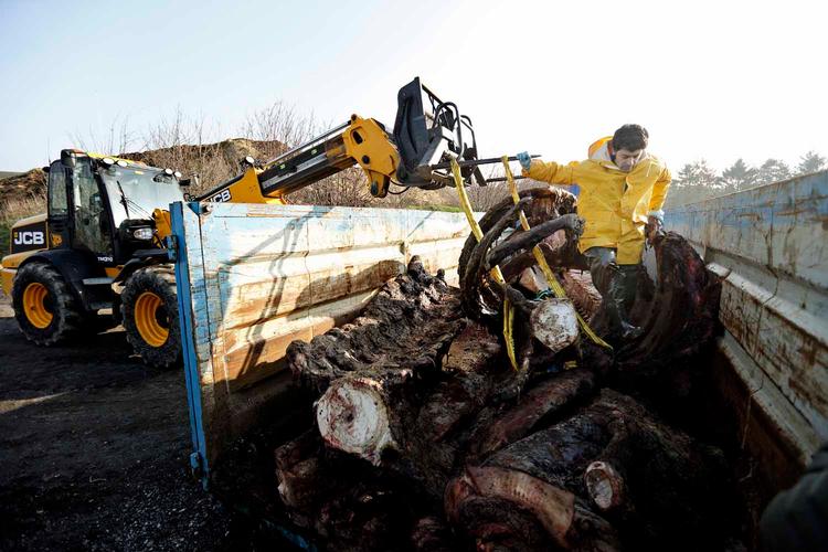 Korservator Abdi Hedayat fra Statens Naturhistoriske Museum arbejder med at anbringe skrogene af de to strandede hvaler fra Henne Strand i fire containere, hvor knoglerne skal renses.