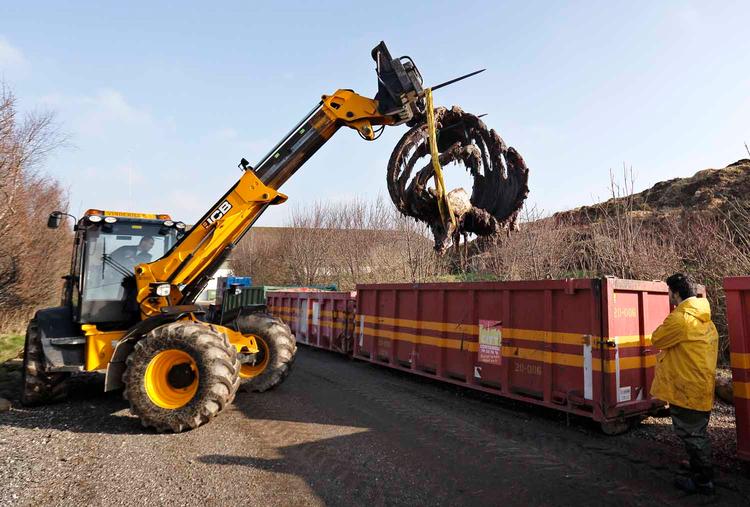 Korservator Abdi Hedayat fra Statens Naturhistoriske Museum arbejder med at anbringe skrogene af de to strandede hvaler fra Henne Strand i fire containere, hvor knoglerne skal renses.