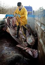 Korservator Abdi Hedayat fra Statens Naturhistoriske Museum arbejder med at anbringe skrogene af de to strandede hvaler fra Henne Strand i fire containere, hvor knoglerne skal renses.