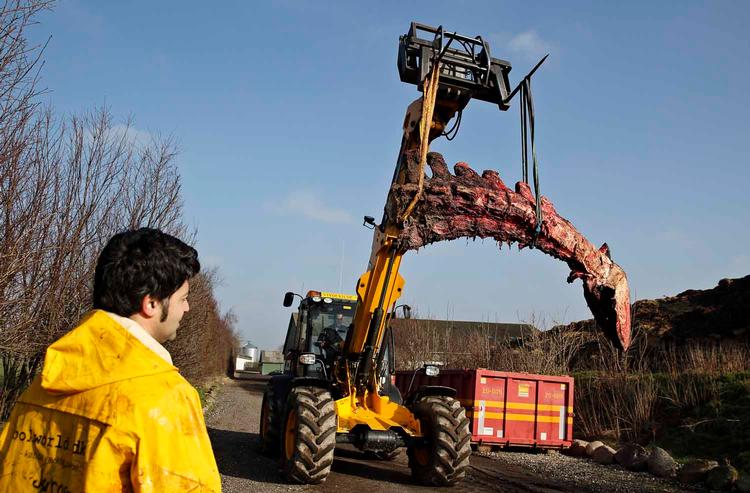 Korservator Abdi Hedayat fra Statens Naturhistoriske Museum arbejder med at anbringe skrogene af de to strandede hvaler fra Henne Strand i fire containere, hvor knoglerne skal renses.
