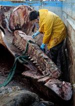 Korservator Abdi Hedayat fra Statens Naturhistoriske Museum arbejder med at anbringe skrogene af de to strandede hvaler fra Henne Strand i fire containere, hvor knoglerne skal renses.