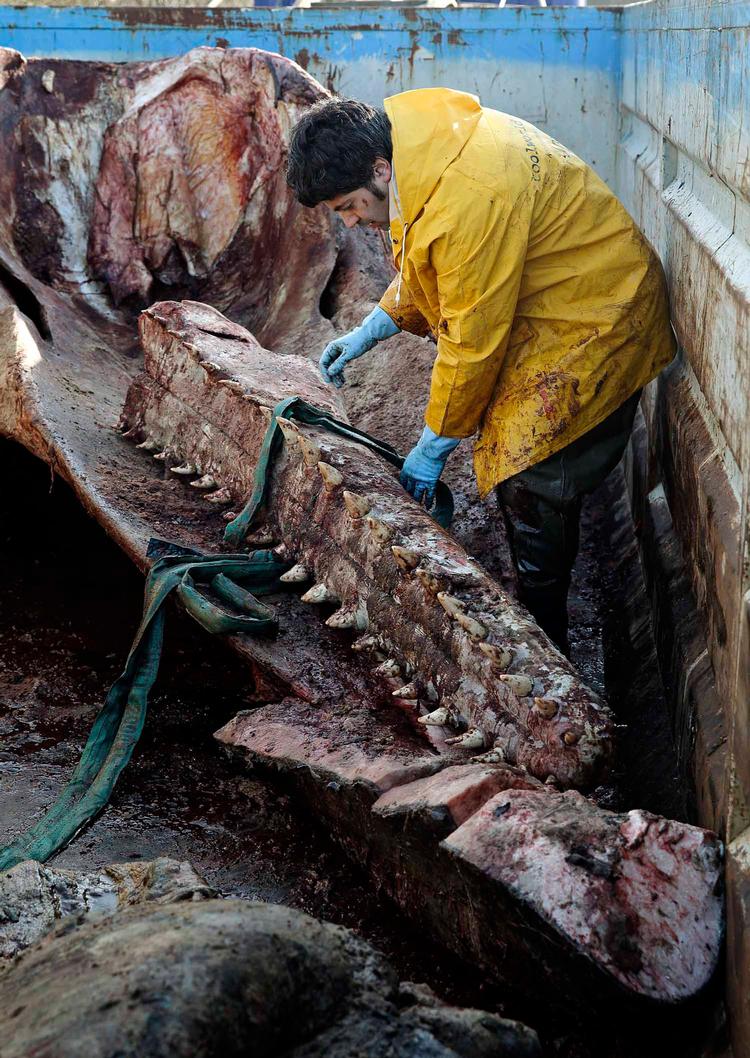 Korservator Abdi Hedayat fra Statens Naturhistoriske Museum arbejder med at anbringe skrogene af de to strandede hvaler fra Henne Strand i fire containere, hvor knoglerne skal renses.