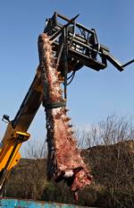 Korservator Abdi Hedayat fra Statens Naturhistoriske Museum arbejder med at anbringe skrogene af de to strandede hvaler fra Henne Strand i fire containere, hvor knoglerne skal renses.