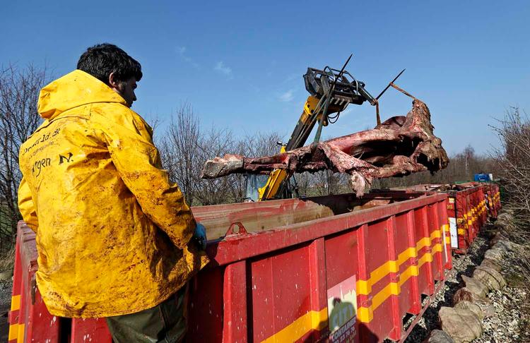 Korservator Abdi Hedayat fra Statens Naturhistoriske Museum arbejder med at anbringe skrogene af de to strandede hvaler fra Henne Strand i fire containere, hvor knoglerne skal renses.