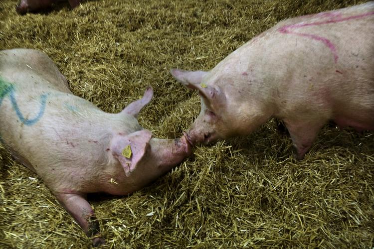 SVINEDYRT. Især svineproducenter og mejerier er belastet af den såkaldte PSO-afgift, der går til opførelse af vindmøller - det gør det svært at konkurrere, siger landbruget. 