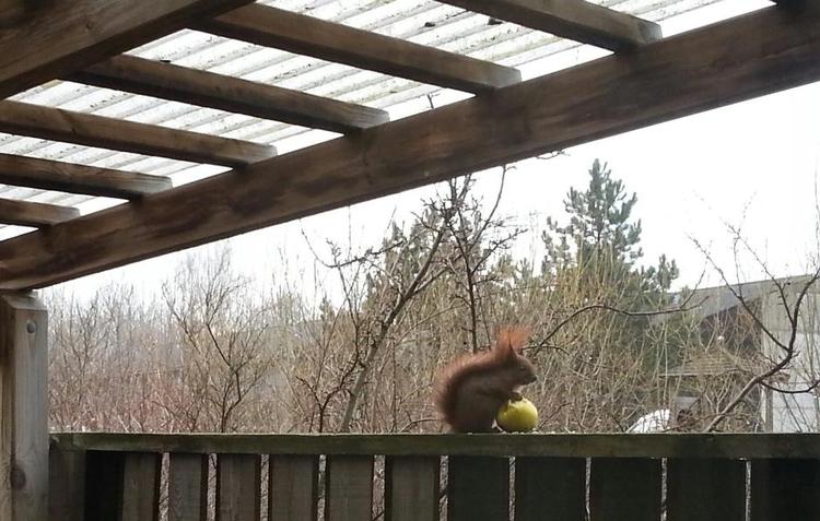 Tyv. Egern er glade for æbler og andet frugt, og er ofte på spil i haven. 