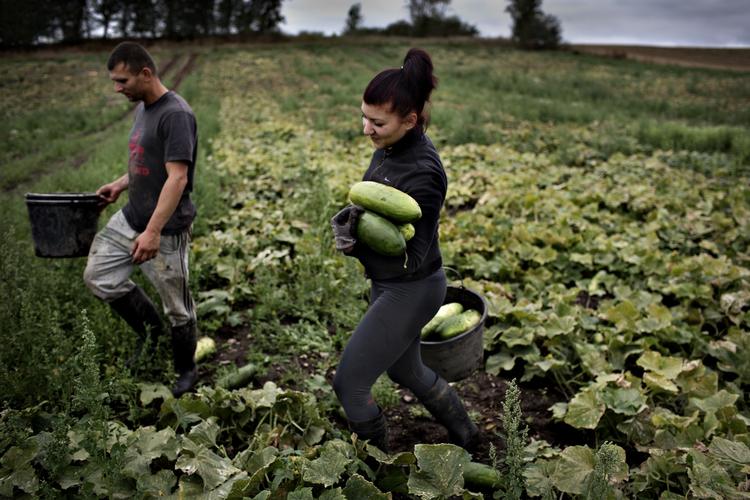 markarbejdere. Aniko og Viktor fra Ungarn er to af de udlændinge, som er søgt til Danmark for at arbejde. Billedet er taget i efteråret, hvor de arbejdede for en gårdejer på Fyn. 