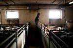 svinestald. Tre ansatte hjælper med at holde orden på staldene på Ellegaard. Planen er at fordoble den årlige produktion af svin til 20.000, hvis slagteriet bevares. 