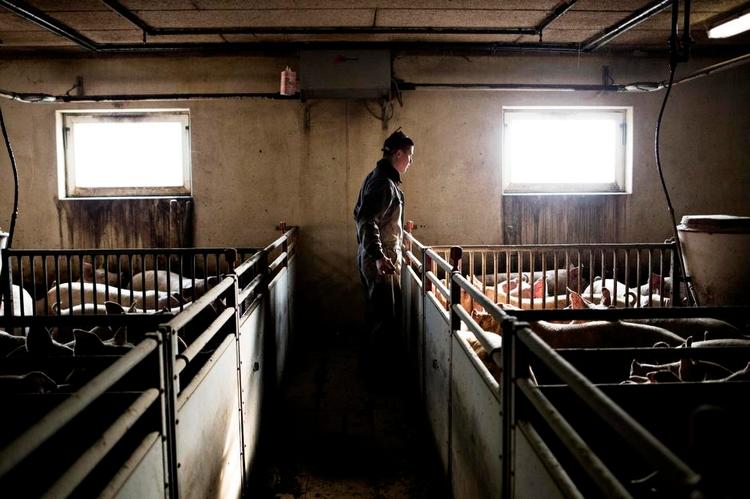 svinestald. Tre ansatte hjælper med at holde orden på staldene på Ellegaard. Planen er at fordoble den årlige produktion af svin til 20.000, hvis slagteriet bevares. 