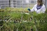 Græs. Danmark er verdens største eksportør af græsfrø. Virksomheden DLF-Trifolium driver et forsknings- og udviklingscenter ved Store Heddinge, hvor der blandt andet udvikles nye græssorter 
