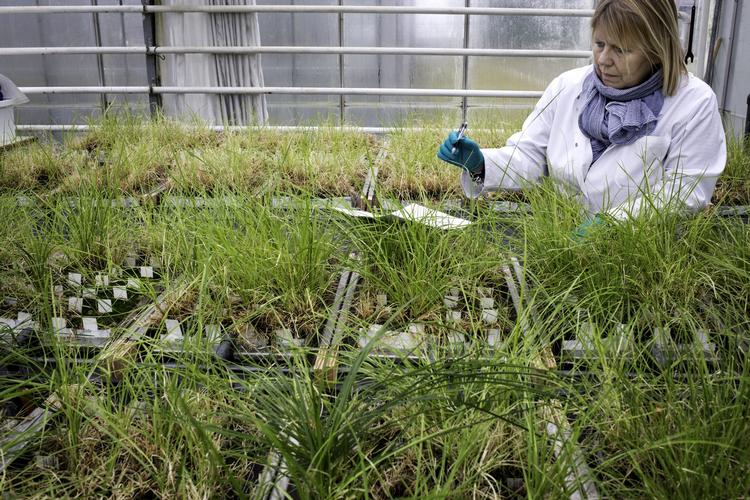 Græs. Danmark er verdens største eksportør af græsfrø. Virksomheden DLF-Trifolium driver et forsknings- og udviklingscenter ved Store Heddinge, hvor der blandt andet udvikles nye græssorter 