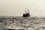 Fiskestrid. Uenighederne mellem EU og Norge om fiskeriet i Nordsøen og Skagerak rammer ikke bare fiskerne, men hele fiskeindustrien, fortæller Danmarks Fiskeriforening. 