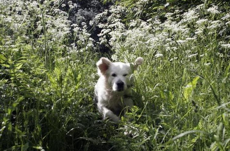 Dyrevelfærd. Køb af hunde bør ske under ordnede og gennemskuelige forhold - både af hensyn til hunden og den kommende hundeejer, skriver Dan Jørgensen. 