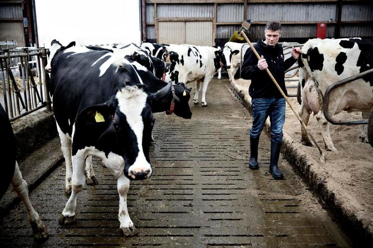 godkendt. Det er da skønt, at der er nogen, der sætter pris på vores varer, siger landmand Jørgen Pedersen, hvis 350 køer efter grundig kinesisk kontrol er blevet godkendt til at levere økologisk mælk. 