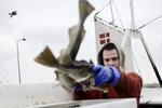 Kvoter. Danske fiskere kan igen fiske i norske farvande. 
