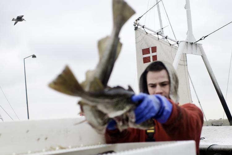 Kvoter. Danske fiskere kan igen fiske i norske farvande. 