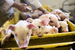 Svineliv. I dag dør omtrent hver fjerde pattegris, inden den bliver 4 uger. Det svarer til 25.000 destruerede svin om dagen og 9 millioner om året 