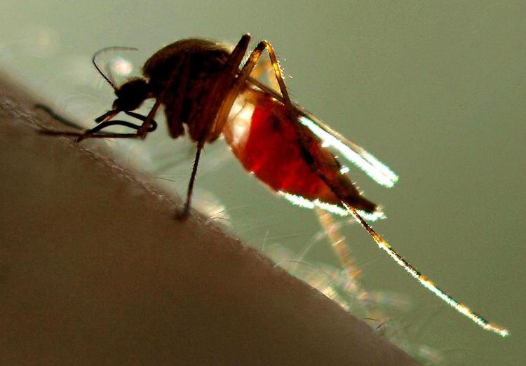 Stik. Denguefeber er en influenzalignende virussygdom, som overføres med myg. Sygdommen er spredt i over 100 lande. 