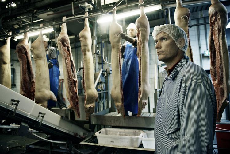 FYRINGER. Hvis LO's medlemmer stemmer ja på fredag, kan slagteriarbejderne se frem til lønstigninger. Men hos Danish Crown vil en lønstigning betyde fyringer. 