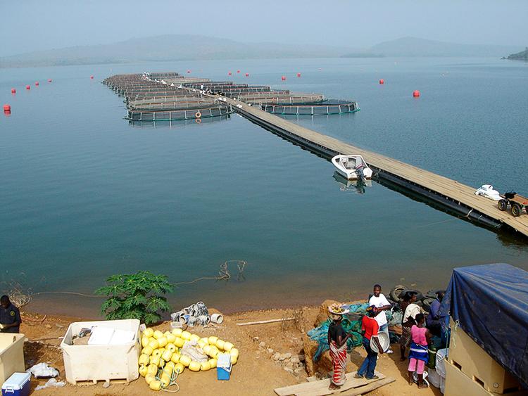 genopbygning. Det danske firma Royal Dansih Seafood fik sammen med en lokal partner genoprettet fiskeriet i Volta-søen i Ghana efter flere års overfiskning. »Vi måte etablere ikke bare fiskeriet, men også bygge hele infrastrukturen, veje, huse og elforsyning«, siger direktør Mogens Mathiasen. 
