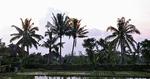 Skyline. Ubud ligger omgivet af palmetræer og rismarker, er overskuelig og med lav bebyggelse. 