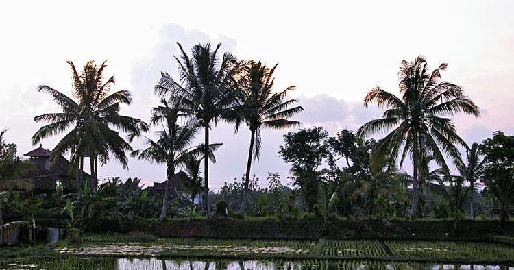 Skyline. Ubud ligger omgivet af palmetræer og rismarker, er overskuelig og med lav bebyggelse. 