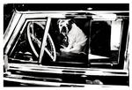bulldog---Bubandt-Jensen-Martin_web