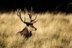 Naturperle. Fotografer fra hele Europa tager til  Dyrehaven i Klampenborg for at fotografere kronhjorte i brunst. Nu skal skoven fredes. 