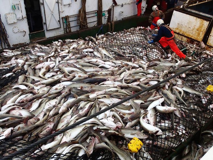 Fiskeri. Nordeuropæiske fiskere vil på kort sigt få gavn af klimaforandringerne, men også på vores breddegrader vil konsekvenserne være ubehagelige i det lange løb. Arkivfoto: Per Folkver. 