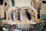 Stop. Den japanske fqangst af hvaler til videnskabelig forskning er ulovli gog bør stoppe, fastslår Den Internationale Domstol i Haag. 