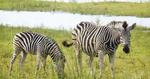 Fotojagt. På et par timers safaritur dukker mange dyr op i kameraernes søgere: en nysgerrig giraf, en enlig hanelefant, en bøffel, en zebrahoppe med føl og så geparden, der krydser vejen. 