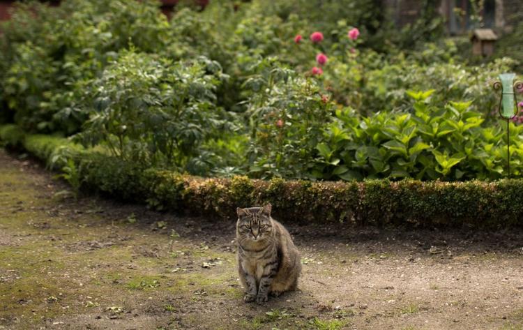 Møg. En pølle - eller en hel pyramide - kan for katte markere territorium.  kan foto: Mie Brinkmann 