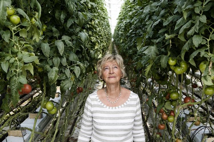 VARME. I tomatgartneriet i Odense, som Katrine Pedersen (billedet) grundlagde sammen med sin mand, håber sønnen, der i dag driver virksomheden, at der snart findes en løsning på konflikten mellem Rusland og Ukraine. I værste fald kan Rusland nemlig true med at afbryde gassen til EU, og det kan ramme gartneriets varmeforsyning. (arkivfoto) 