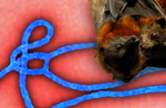 Teaser-O-Ebola-Afrika-ARR-14076