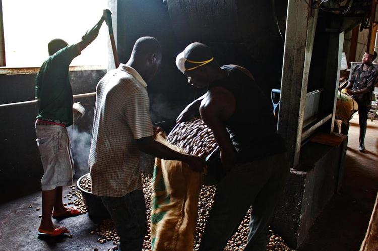 Nøddeknæk. Iværksætter Lars Wllevik har over 1.000 ghanesere til at behandle cashewnødder. Det har været fem års kamp mod korruption og ringe produktivitet, men han er ved at vinde. 