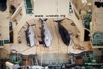 Stop. Japan har besluttet at stoppe årets fangst af hvaler efter at en dom fra den Internationale Domstol i Haag forleden erklærede fangsten for ulovlig. 