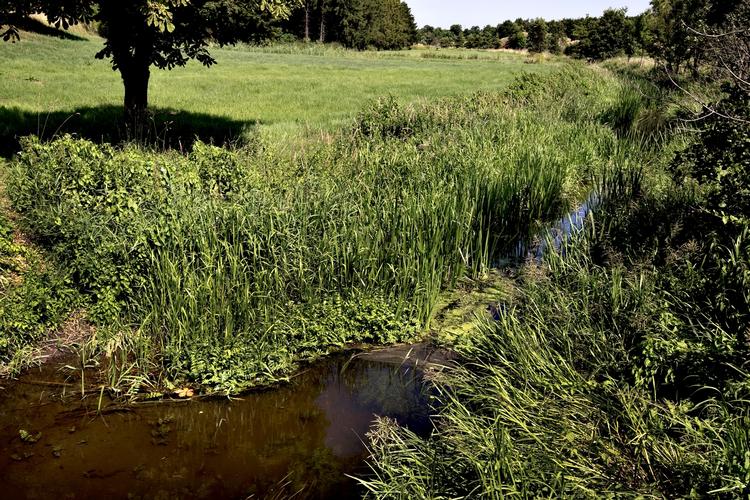 Pløjer. En politisk aftale gør det muligt for landmændene at pløje tættere på følsom natur. 