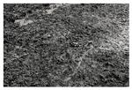 haiyan---OLESEN-PETER-HOVE_web