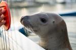 forsvundet. Gråsølen Luna, der ses her på billedet, undslap i går fra SDU's marinbiologiske forskningscenter i Kerteminde på Fyn. Forskerne har trænet hende intensivt gennem et halvt år, og en større eftersøgningsoperation er i gang. 