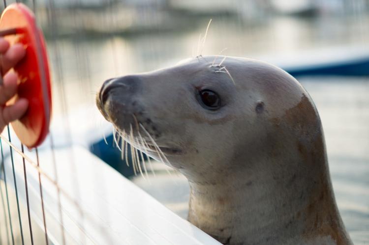 forsvundet. Gråsølen Luna, der ses her på billedet, undslap i går fra SDU's marinbiologiske forskningscenter i Kerteminde på Fyn. Forskerne har trænet hende intensivt gennem et halvt år, og en større eftersøgningsoperation er i gang. 