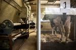 bøvsemåler. Forskerne på Aarhus Universitet har puttet en ko ind i en kabine, hvor de kan måle udslippet af metan fra dens bøvser. Dunsterne fra køer udgør 30 procent af dansk landbrugs udledning af drivhusgasser, og målingerne skal hjælpe til at reducere det. 
