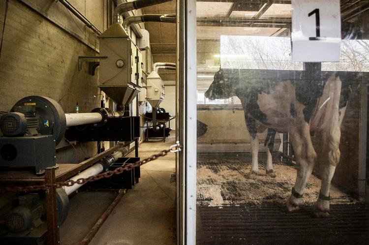 bøvsemåler. Forskerne på Aarhus Universitet har puttet en ko ind i en kabine, hvor de kan måle udslippet af metan fra dens bøvser. Dunsterne fra køer udgør 30 procent af dansk landbrugs udledning af drivhusgasser, og målingerne skal hjælpe til at reducere det. 