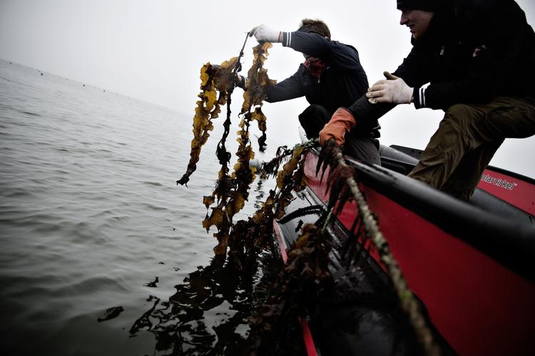 Havmarker. Brun sukkertang ved Hjarnø Hage fylder et areal på 500 gange 2000 meter. Til forskel fra afgrøder på land skal der aldrig gødes, sprøjtes eller hakkes, og der kan dyrkes i op til fem meters dybde. 