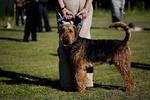 lydighed. Alle hunde og hundejere bør trænes for at forebygge bid og konflikter, mener dyrlægeforeningen. 