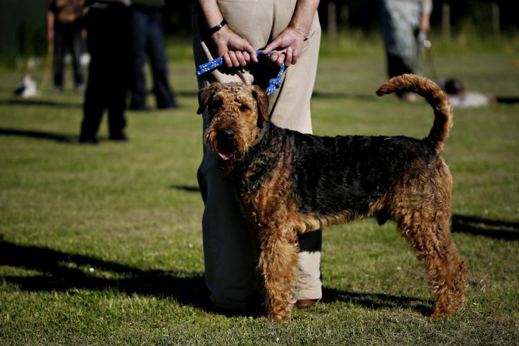lydighed. Alle hunde og hundejere bør trænes for at forebygge bid og konflikter, mener dyrlægeforeningen. 